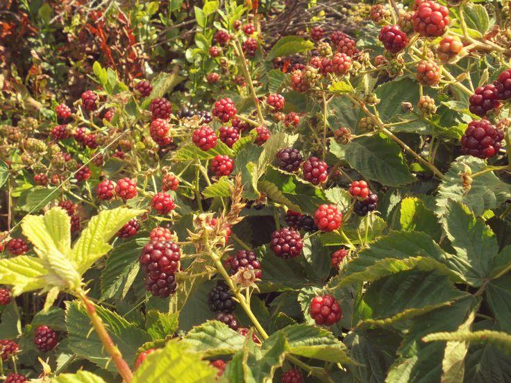 Harvest Whisper Mixed Berry Harmony